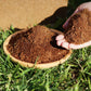 🔥Best Selling Gardening Soil🔥Organic Coconut Coir for Plants